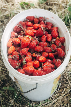 Strawberry in a decorative bucket background vintageの写真素材