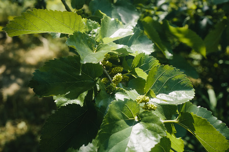mulberry berries on branches of a treeの写真素材