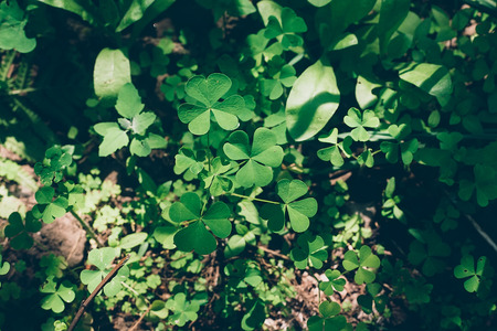 Four leaf clover on grey wooden backgroundの写真素材
