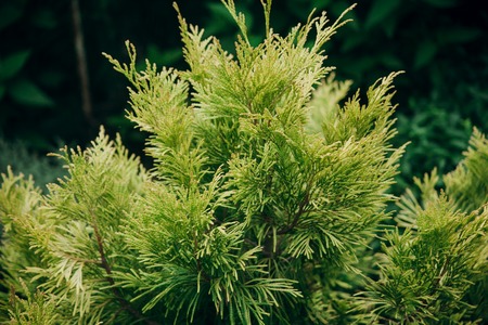 top part of green fir isolated on white backgroundの写真素材