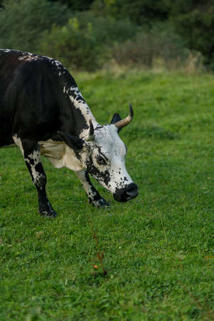 Grazing cows. black and white cow grazing on meadow in mountains. Cattle on a pastureの写真素材