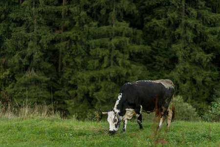 Grazing cows. black and white cow grazing on meadow in mountains. Cattle on a pasture