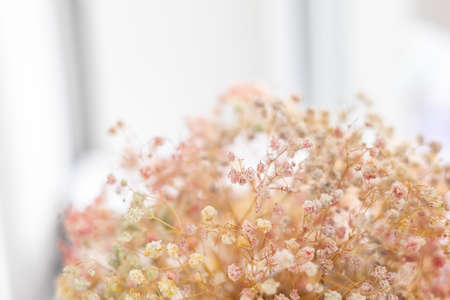 Delicate little pink flowers in the foreground against a white wall background with a white frame and a wooden on the rightの写真素材