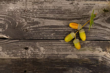 rustic weathered wood background with acorns and cones fall decorationの写真素材