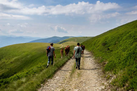 Shepherd and his flock of sheepの写真素材