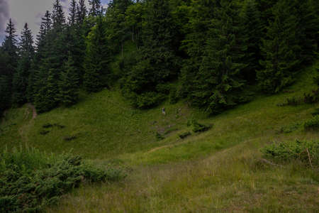 Man solo traveling backpacker hiking in scandinavian mountains active healthy lifestyle adventure journey vacationsの写真素材