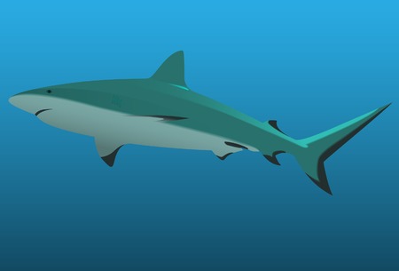 The big white shark. Vector. Without mesh.のイラスト素材