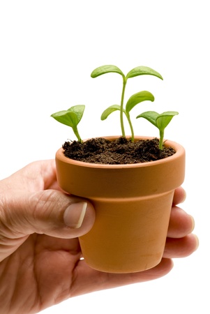 Hand holding a small pot with seedlings   A little bit of nature delicately placed in a small pot   Baby cantaloupe plant  Isolated on white   Studio shot の写真素材