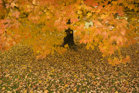 Autumn Tree in the Rain