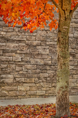 Fall Foliage Autumn Tree With Stone Backgroundの写真素材