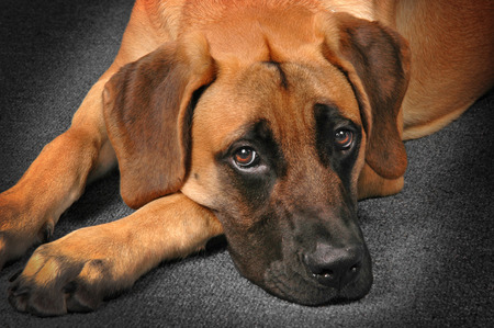 Big Old Lazy Relaxin Dogの写真素材