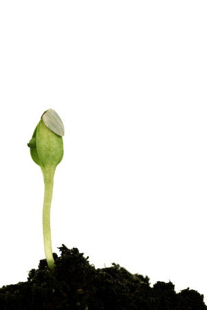 New Life Seedling Bursting From Shellの写真素材