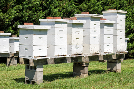 Rows Of Beehives With Beesの写真素材