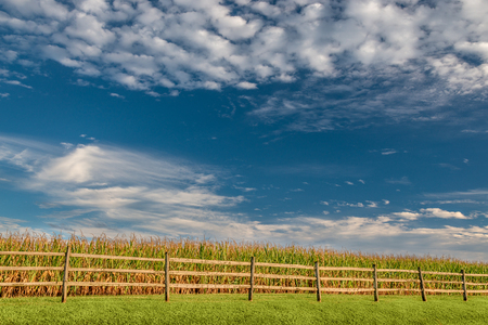 Late Summer Corn Crop Under Puffy White Clouds.の写真素材