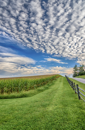 Late Summer Corn Field With Nice Cloudy Sky.の写真素材