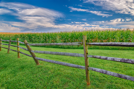 Mature Corn Field With Wooden Fence and Great Sky.の写真素材