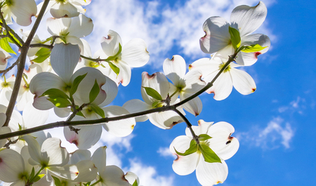 Beautiful dogwood blossoms reach toward a lovely springtime partly cloudy sky.の写真素材