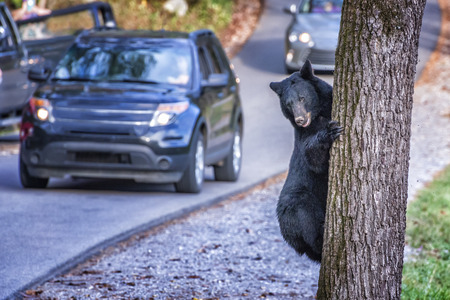 Horizontal shot of a black bearclimbing a tree in the Cades Cove area of the Smoky Mountains National Park.  There is a street with traffic next to the tree he is climbing.のeditorial素材