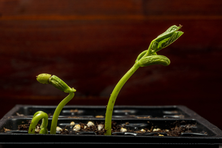 Horizontal shot of bean sprouts in a plastic tray getting ready for planting.の写真素材