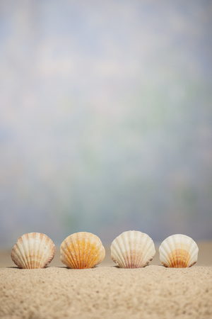 Vertical seashell border under an out of focus sky background with copy space.の写真素材