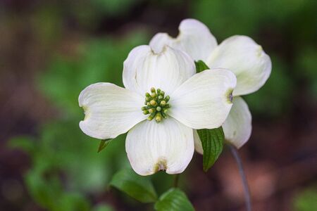 Horizontal close-up shot of a beautiful Smoky Mountain dogwood blossom with copy space.の写真素材