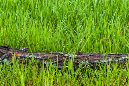 Horizontal shot of a fallen tree trunk laying horizontally across wet green springtime grass with copy space.の写真素材