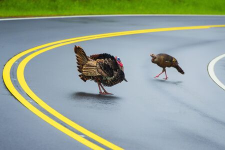 Horizontal shot of a big male turkey watching a female turkey cross the highway.の写真素材