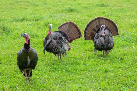 Horizontal shot of three wild Smoky Mountain turkeys.  Green grass background.の写真素材