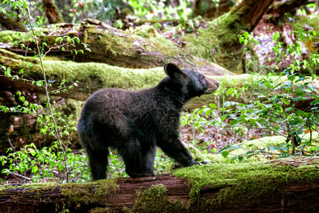 Horizontal shot of a young Smoky Mountains black bear in Springtime.の写真素材