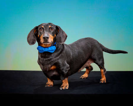 Horizontal shot of a standing black and red dachshund wearing a blue bow tie with copyspace.の写真素材