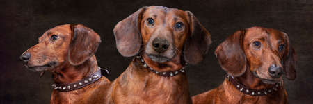 Horizontal composite portrait of a weiner dog with brush strokes.  Dark background.
