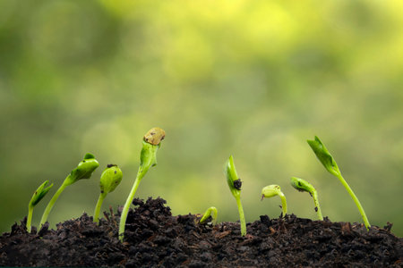 Horizontal shot of nine squash sprouts growing towards the sun with copy space.の写真素材
