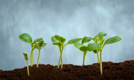 Horizontal shot of several young squash plants sprouting on a blue gray background with copy space.の写真素材