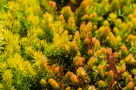 Horizontal close-up detail shot of a lovely Stonecrop succulent ground cover plant.