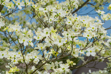 Horizontal shot of beautiful Dogwood blossoms in Spring.の写真素材