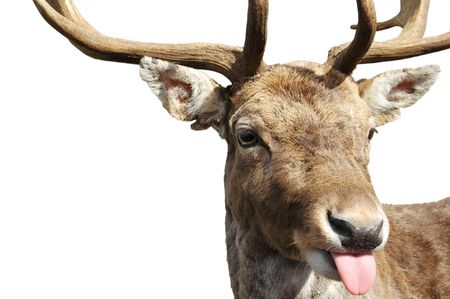 Red deer with attitude.の写真素材