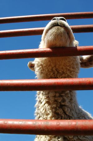Lamb behind barsの写真素材
