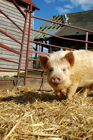 Piglet in a pen.の写真素材