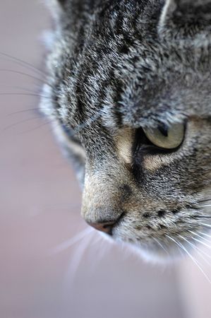 Tabby cat huntingの写真素材