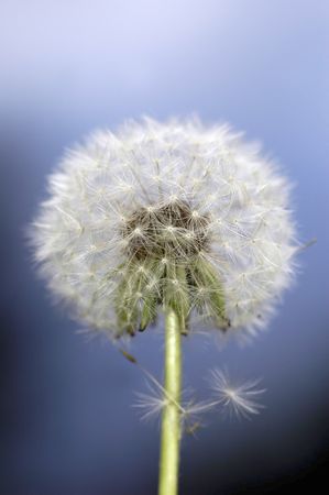 Dandelion seeding.の写真素材