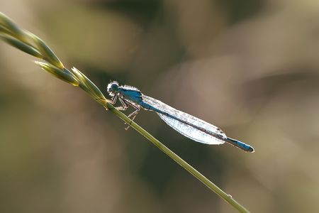 Damselfly with light shining through wings.