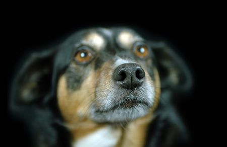 I LOVE YOU expression on the face of a cute dog.の写真素材