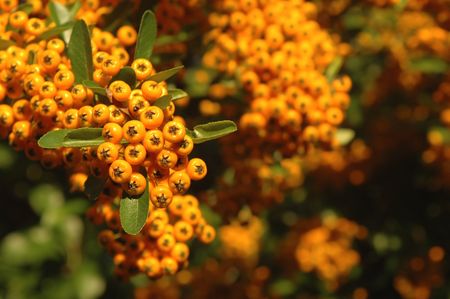 orange winter berries on foliageの写真素材