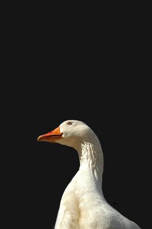 protective goose on dark backgroundの写真素材