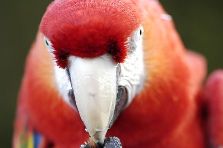 close-up stare of a colorful macaw