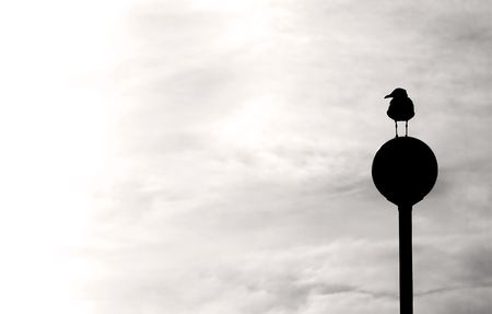 seagull silhouette against cloudy skyの写真素材