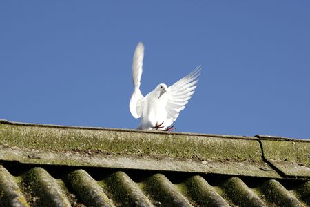 white dove landing on barn roofの写真素材