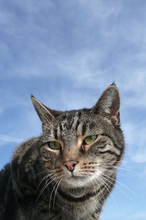 tabby cat portrait aginst blue sky