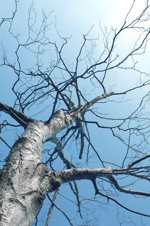 silver birch tree against blue sky