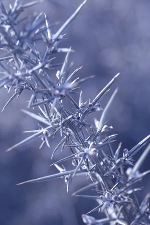 winter thorn bush close-upの写真素材